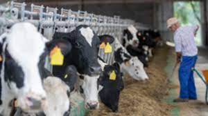 Enfermedades del ganado: Conoce los desafíos de la salud animal