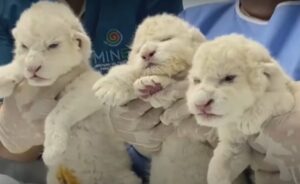Los tres leones blancos que nacieron en Aragua forman parte de los únicos 100 de esta especie en todo el mundo